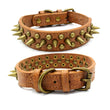 Bronze Pet Collar with Pointed Rivet Detailing Bold and Edgy Look - Alternative Gothic Dark Wear | Embrace Dark Aesthetic Men & Women Gothic Clothing